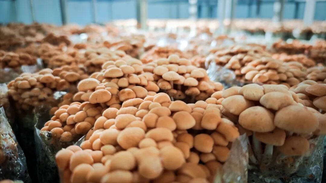 1773908328857046174.jpg 640 (1).jpg